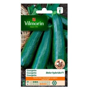 courgette