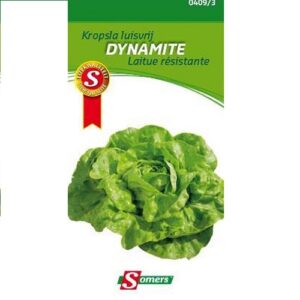 kropsla dynamite