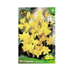 bloembollen crocus