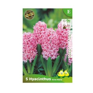 bloembollen hyacinten