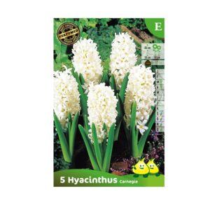 bloembollen hyacinten