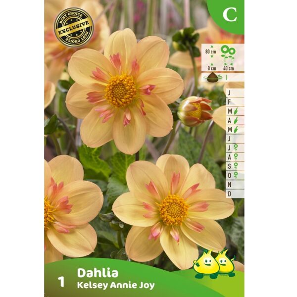 Bloembollen dahlia