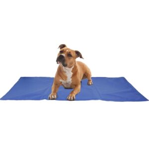 hond
