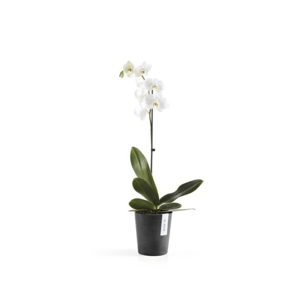 Ecopots morinda orchidee 14 dark grey