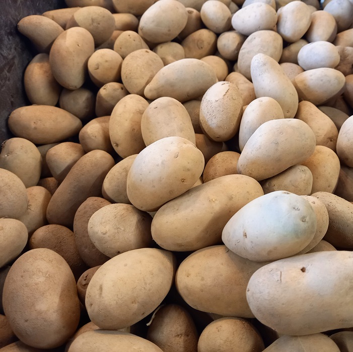 Plantaardappel gourmandine per kg 1 Gourmandine